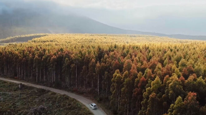 Tasmanian Forest Industry 12